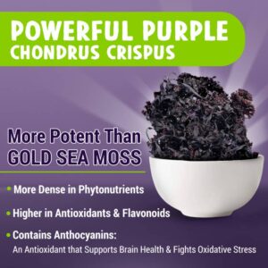 MAJU Purple Chondrus Crispus Sea Moss Capsules (60ct)